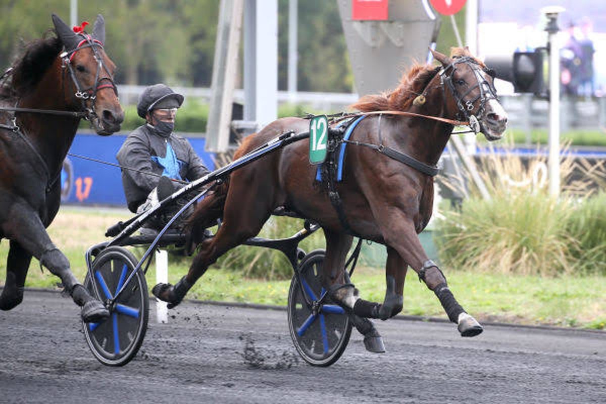 Heaven's Pride, étalon trotteur souche B, à l'entraînement